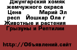 Джунгарский хомяк жемчужного окраса › Цена ­ 100 - Марий Эл респ., Йошкар-Ола г. Животные и растения » Грызуны и Рептилии   